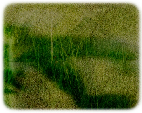 birded grass