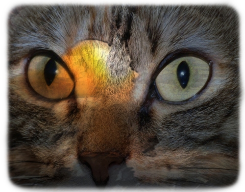 cat light